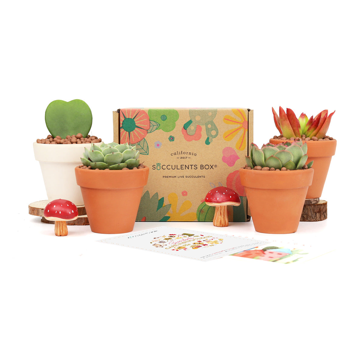 Succulent subscription box delivered monthly, Succulent subscription gift for sale, airplants subscription box monthly, subscription box gifts, friends subscription box