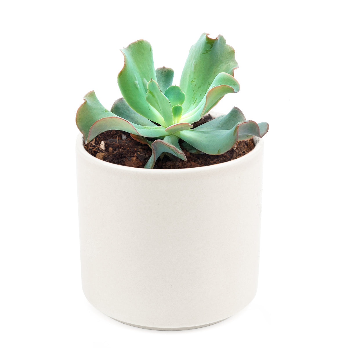 echeveria culibra succulent Echeveria Culibra | Succulent Care Instruction