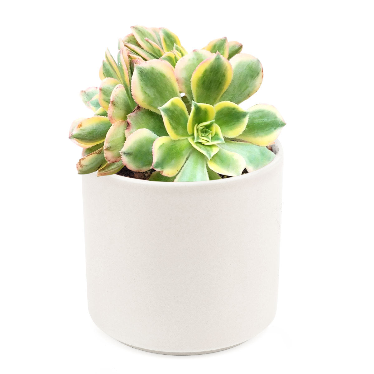 pinwheel succulent care Aeonium Sunburst Succulent - Copper Pinwheel