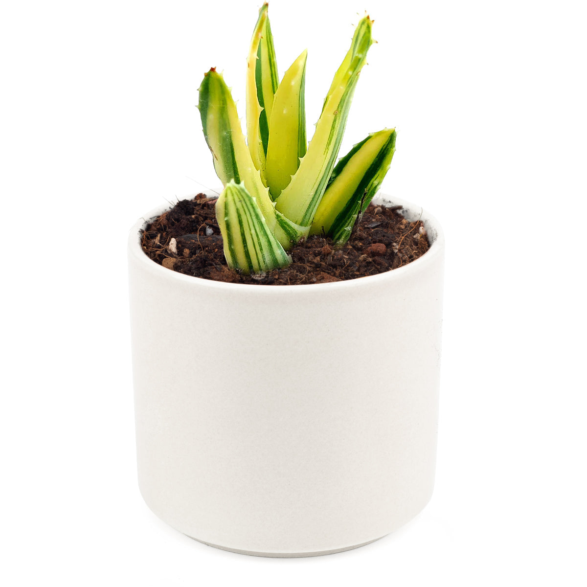 Variegated aloe for sale, succulents shop in California, succulent care, how to grow succulents, succulents garden, Succulents shop near me, Rare succulents, cactus, succulent care tips, Variegated aloe in California, How to grow Variegated aloe