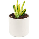 Variegated aloe for sale, succulents shop in California, succulent care, how to grow succulents, succulents garden, Succulents shop near me, Rare succulents, cactus, succulent care tips