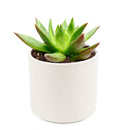 Succulent Christmas Gift Ideas, Christmas Gift Ideas for Succulent Lovers, Holiday Succulent Planter, Holiday Decorating with Succulents, 4 inch echeveria agavoides christmas in terracotta clay pot as gift