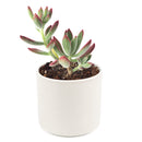 echeveria, echeveria succulent, echeveria types, succulent echeveria, buy succulents online, succulent shop, succulent store, echeveria plant, indoor succulents, echeveria succulent for sale