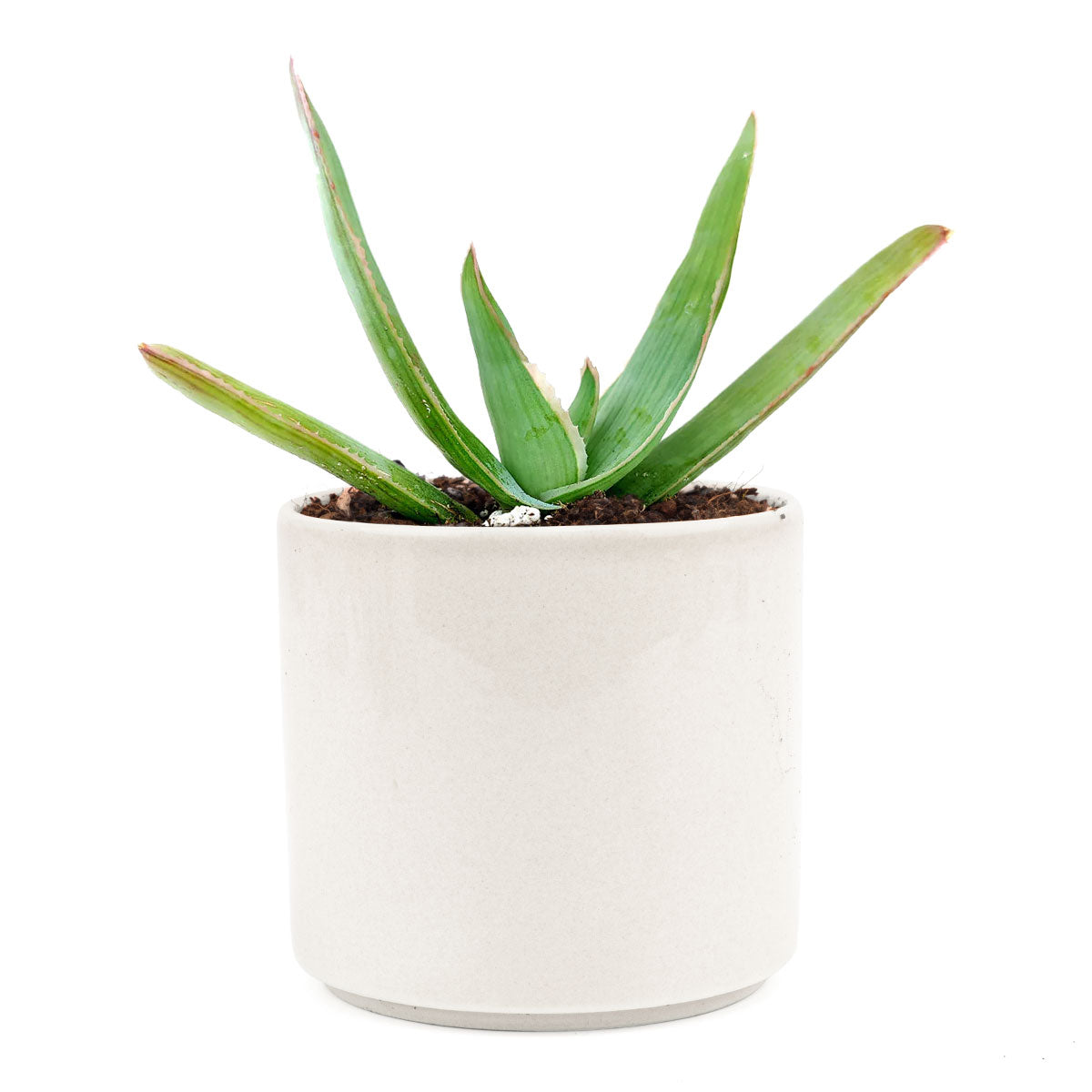 is a aloe vera plant a succulent Coral Aloe - Aloe Striata Plant - Drought and Salt Tolerant Plants