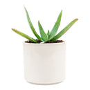 Coral Aloe Striata for Sale, Rare succulents, how to grow succulents, succulents shop in California, succulent plant, monthly succulents, succulents store in CA, cactus, succulent care, Coral Aloe Striata in California, How to grow Coral Aloe Striata, aloe vera houseplant for sale