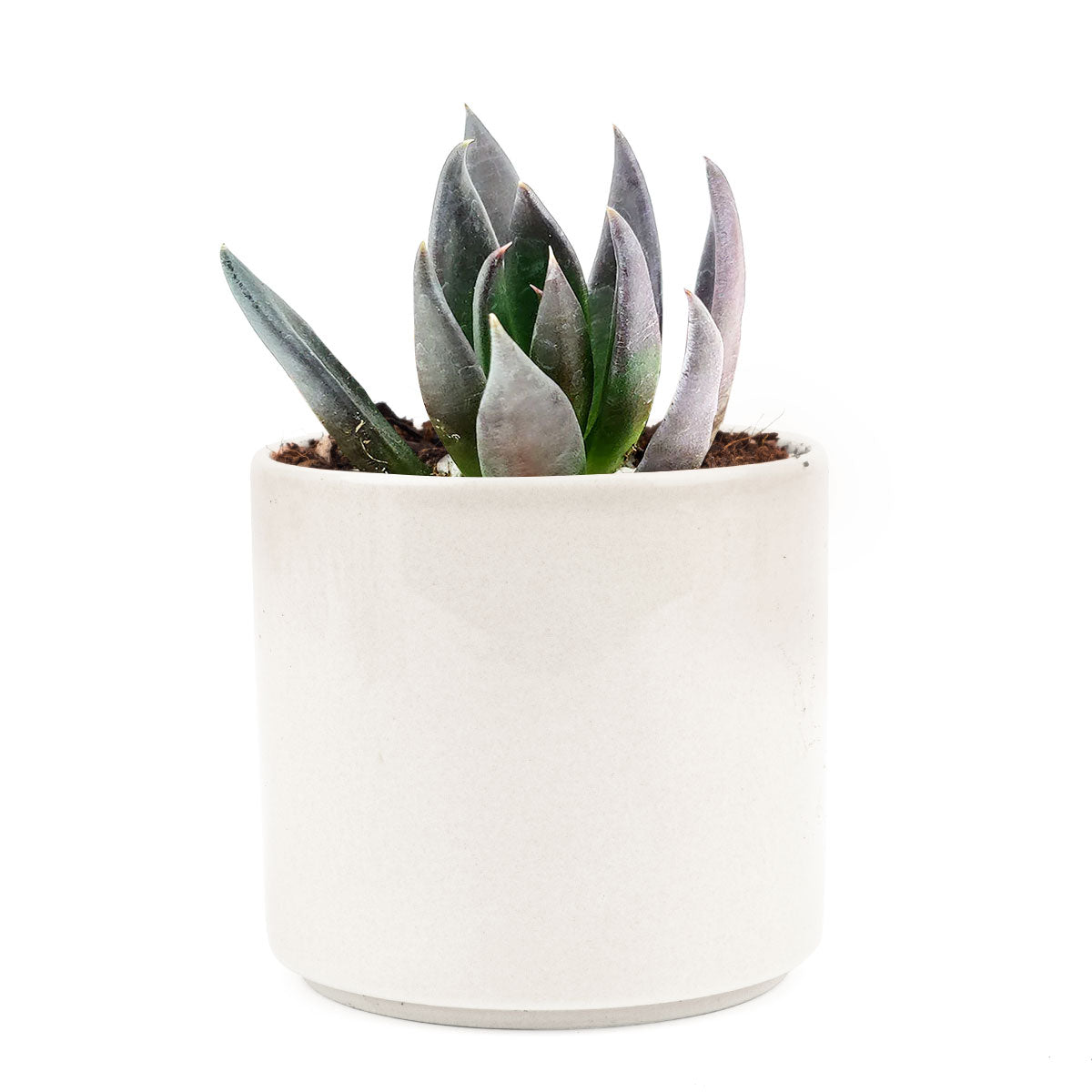black knight succulent for sale Echeveria Black Knight