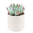 Pink Succulent, Echeveria for thanksgiving, How to care echeveria succulents for thanksgiving, echeveria, echeveria succulent, echeveria types, succulent echeveria, buy succulents online, succulent shop, succulent store, echeveria plant, indoor succulents, colorful succulent for sale