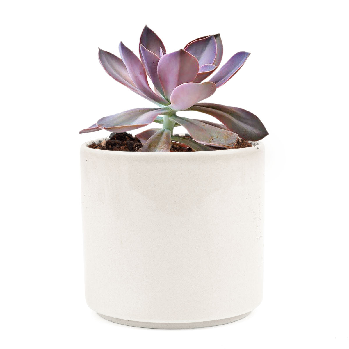 fred ives succulent for sale Graptoveria Fred Ives 2 inch / Plastic Pot