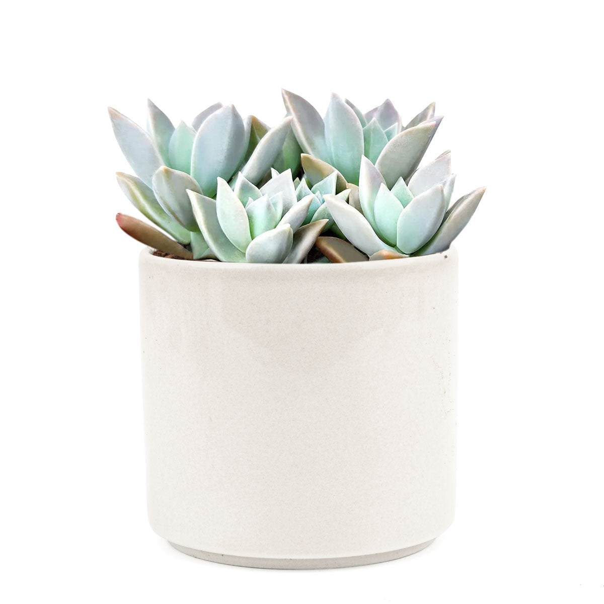 variegated ghost succulent Variegated Ghost Plant - Spooky Halloween Succulent Decor Ideas