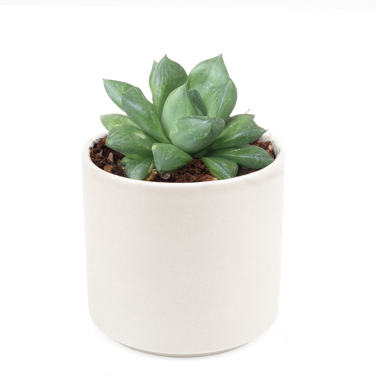 haworthia cuspidata succulent Haworthia Cuspidata Succulent - Sharp Looks & Easy Care