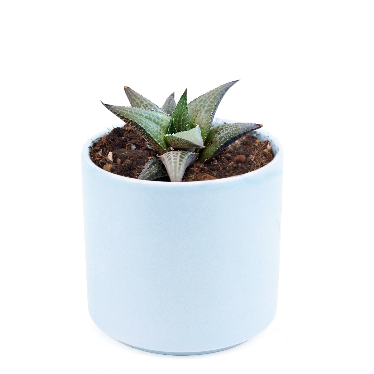 venosa succulent Haworthia Venosa Succulent Plant with Care Instruction 2 inch / White Modern Pot by Succulents Box