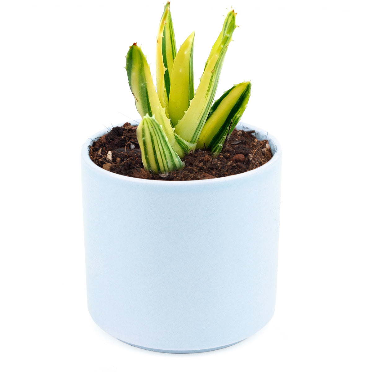 Variegated aloe for sale, succulents shop in California, succulent care, how to grow succulents, succulents garden, Succulents shop near me, Rare succulents, cactus, succulent care tips, Variegated aloe in California, How to grow Variegated aloe