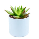 Succulent Christmas Gift Ideas, Christmas Gift Ideas for Succulent Lovers, Holiday Succulent Planter, Holiday Decorating with Succulents, 4 inch echeveria agavoides christmas in terracotta clay pot as gift