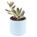 echeveria, echeveria succulent, echeveria types, succulent echeveria, buy succulents online, succulent shop, succulent store, echeveria plant, indoor succulents, echeveria succulent for sale