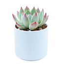 Pink Succulent, Echeveria for thanksgiving, How to care echeveria succulents for thanksgiving, echeveria, echeveria succulent, echeveria types, succulent echeveria, buy succulents online, succulent shop, succulent store, echeveria plant, indoor succulents, colorful succulent for sale