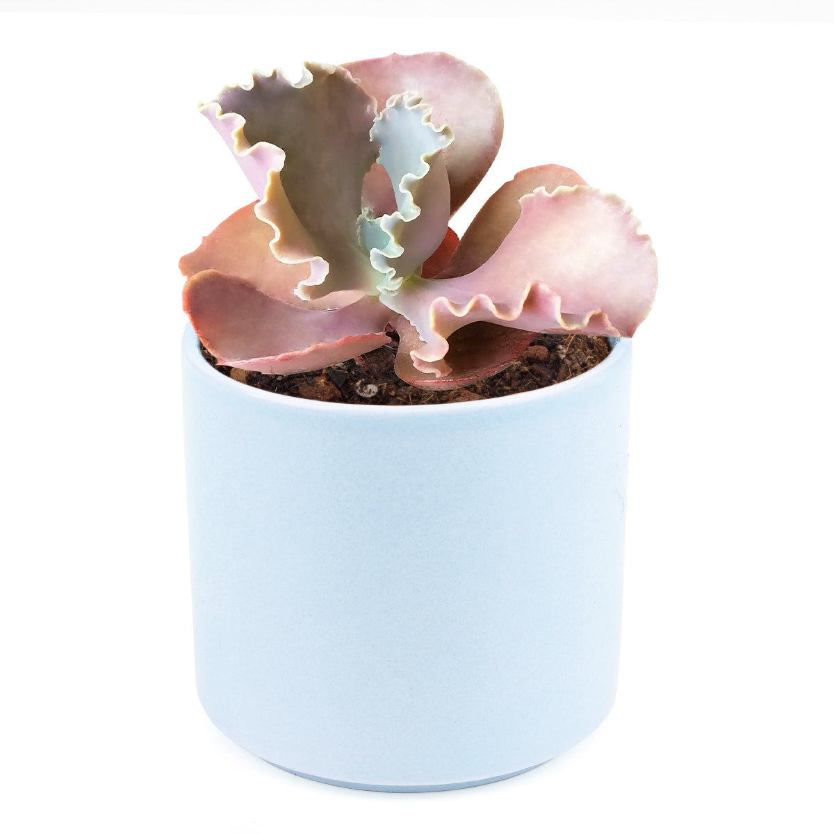 purple scallop succulent Echeveria The Rose Purple Scallop Succulent