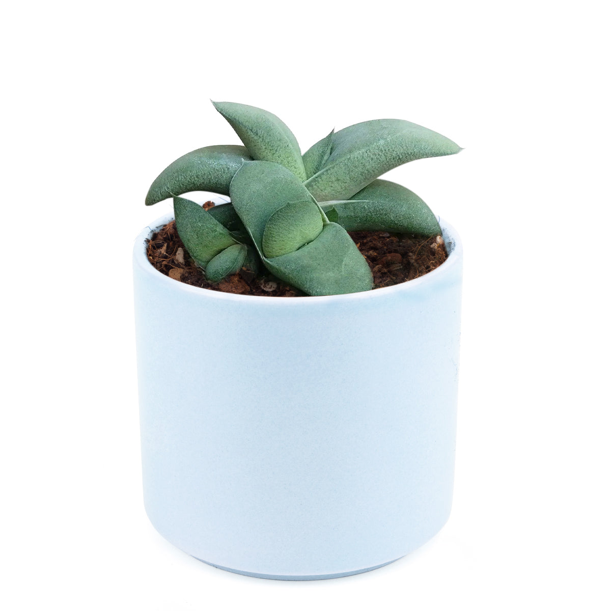 tongue plant succulent Gasteria Ox Tongue Succulent Plant with Care Guide 2 inch / Bamboo Pot by Succulents Box