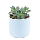Echeveria Chroma Succulent, succulent care, Rare succulents, Succulents shop near me, succulents garden