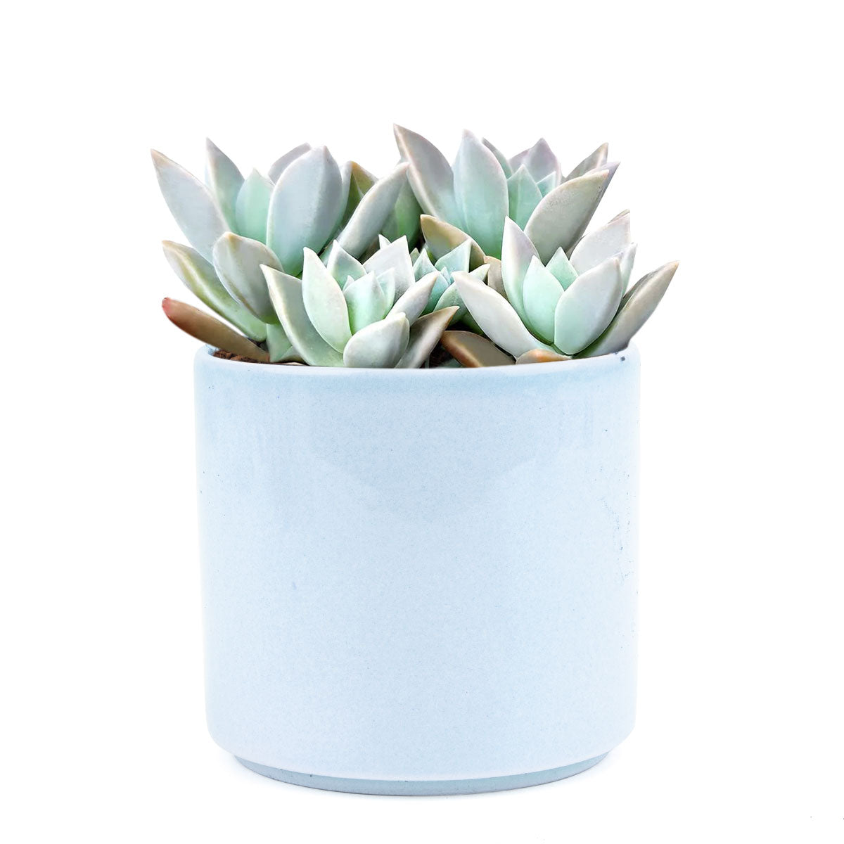 ghost plant succulent for sale Variegated Ghost Plant - Spooky Halloween Succulent Decor Ideas