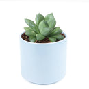 succulent care guide, succulents store in CA, succulents garden, succulent care tips, cactus, Rare succulents, Haworthia Cuspidata in California