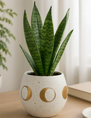 indoor cactus plant pots, decorative pots for succulents, unique succulent pots, succulent planter ideas indoor, buy small plant pots online