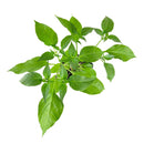 spice plants, where to buy herb plants near me, best place to buy herb plants near me