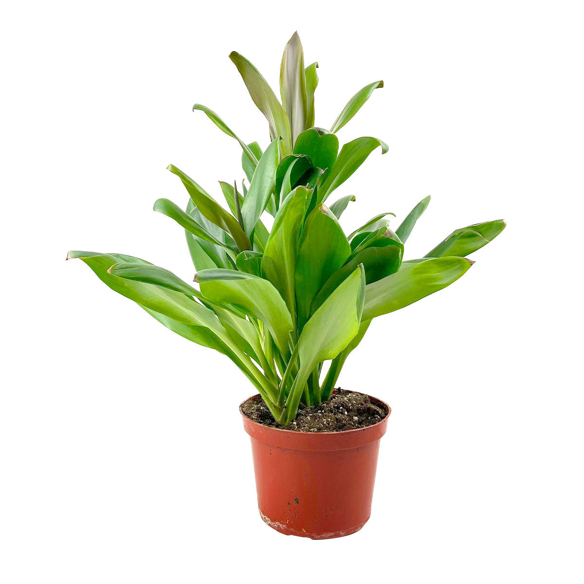 Cordyline fruticosa &#39;Glauca&#39; 4 inch grower pot for sale, Houseplant Gift Decor Ideas