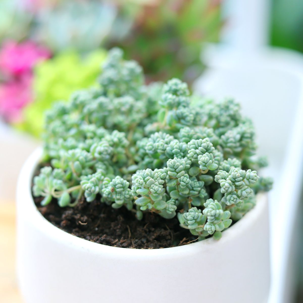 difference between sedum and succulents Sedum Minor: A Unique and Easy-Care Succulent With a Touch of Elegance