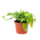 Epipremnum Pinnatum Cebu Blue for sale, Purchase Cebu Blue Epipremnum, Best Hanging Houseplants to Grow, Rooted Cebu Blue Pothos 4 inch Grower Pot