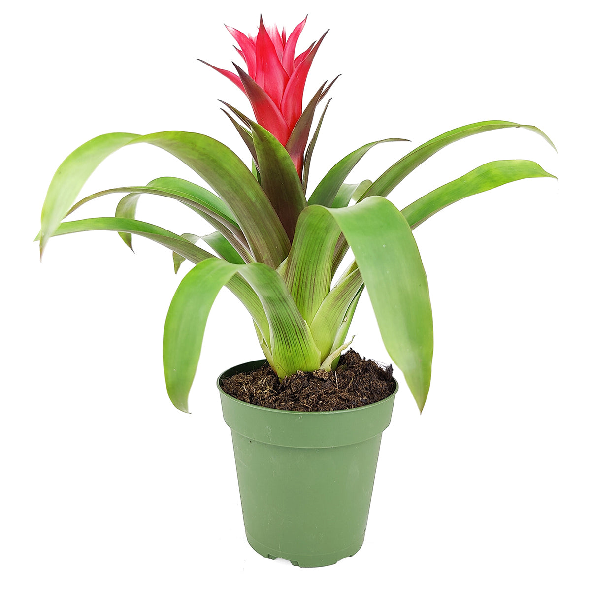 Guzmania hybrid Red, Flowering Houseplants, Indoor Houseplant, Colorful Flowering Houseplants, Pet-Friendly Houseplants