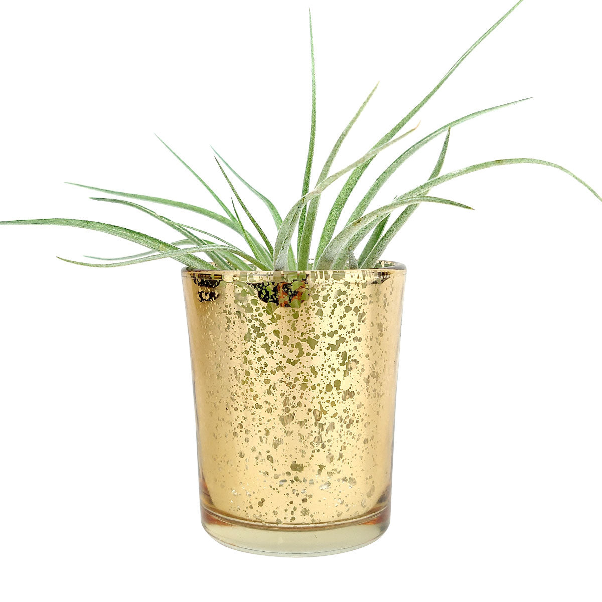 air plant pots for sale Gold Mini Sparkly Pot for Air Plant