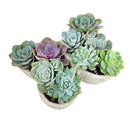 9 inch Butterfly Succulent Arrangement, Creative Succulent Planter for Sale, Live Succulent Gift Ideas, succulent arrangement for home decor