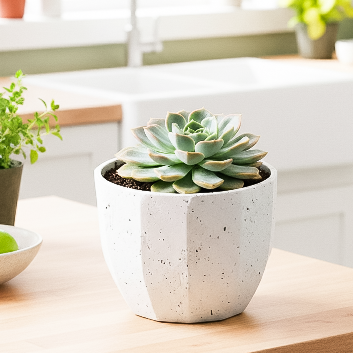 Succulent plant in a white pot on a wooden surface with a blurred indoor background