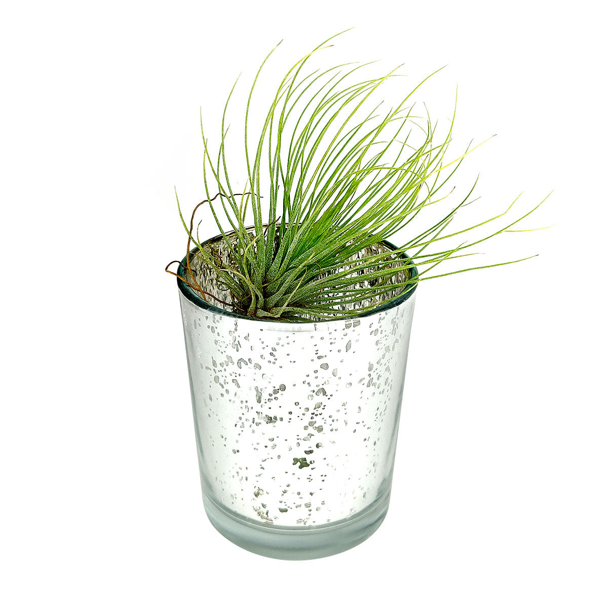 air plant pots for sale Silver Mini Sparkly Pot for Air Plant