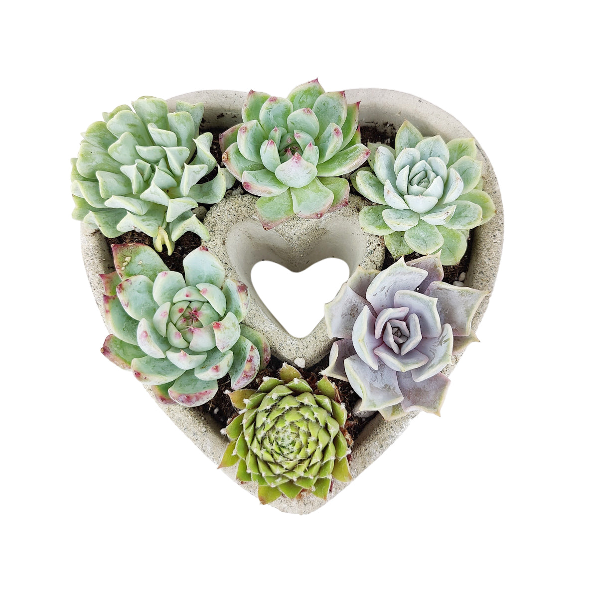 7 inch Succulent Heart Arrangement for sale, Succulent Gift Ideas, Live Succulent Arrangement for Home Decor Ideas, Potted Succulent Arrangement for Sale, Mother&#39;s Day Succulent Heart Decor Ideas, Perfect Gifts for Mother&#39;s Day