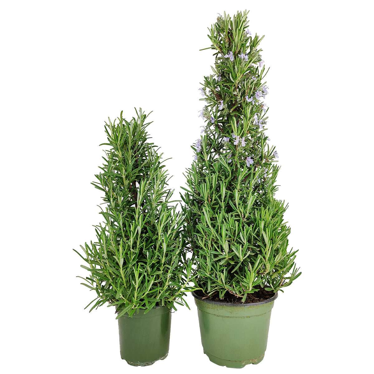 is rosemary a succulent Rosemary Holiday Tree - Mini Christmas Tree - Perfect Gift for Holidays