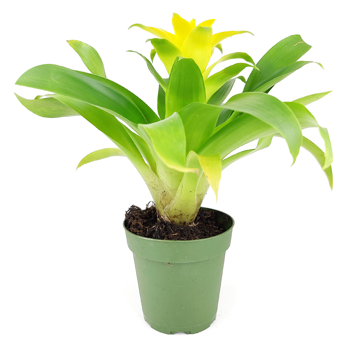 hybrid house plants Guzmania hybrid Yellow