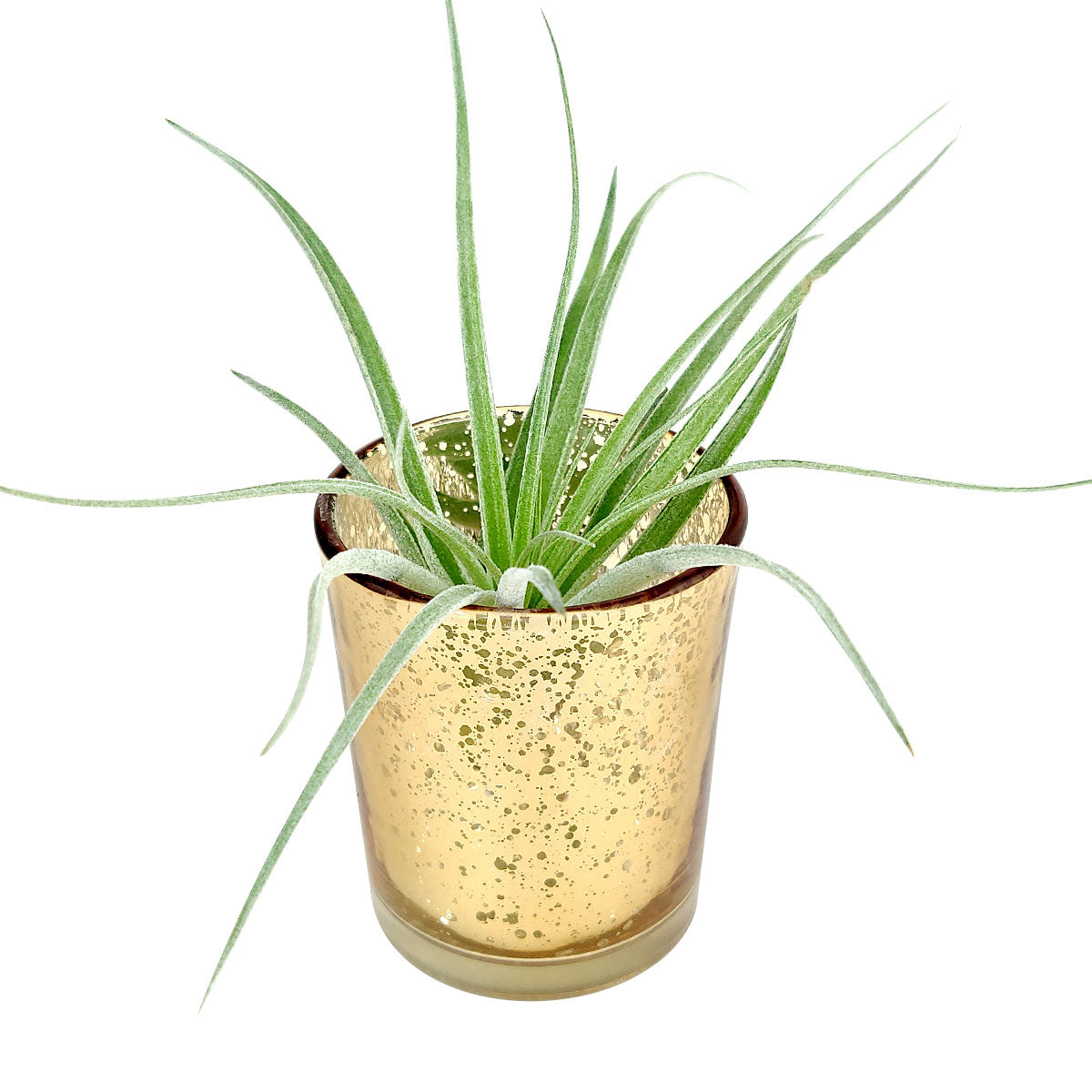sparkly plant pot Gold Mini Sparkly Pot for Air Plant
