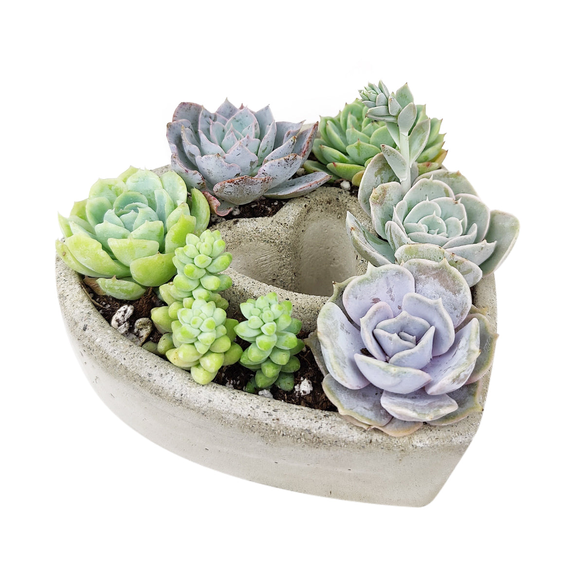 Heart Shaped Succulent Arrangement, Mother&#39;s day gift ideas, Live Succulent Arrangement for Valentine&#39;s day gift, Potted Succulent Arrangement for Sale, Mother&#39;s Day Succulent Heart Decor Ideas, Perfect Gifts for Mother&#39;s Day