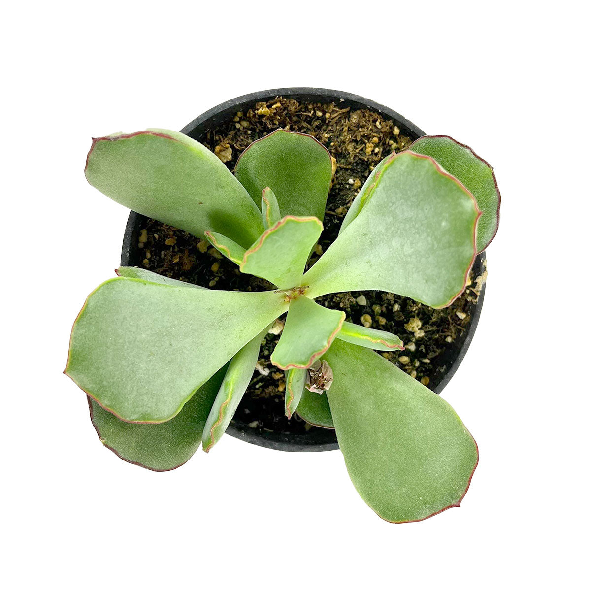 4 inch Cotyledon Papillaris Choco Line for sale, Rare Succulents for sale, Succulent Gift Decor Ideas, Buy Cotyledon online