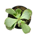Cotyledon &#39;Papillaris Choco Line&#39; 4 inch in Grower Pot, succulents for sale in CA, Small decorative plants, Types of Cotyledon Succulents