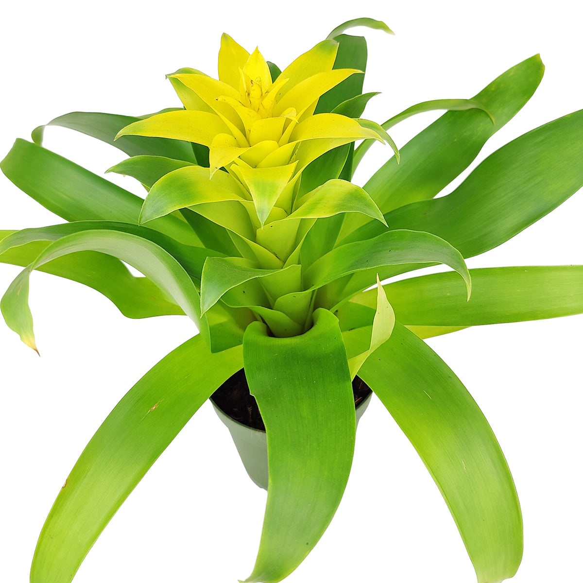 green and yellow house plants Guzmania hybrid Yellow