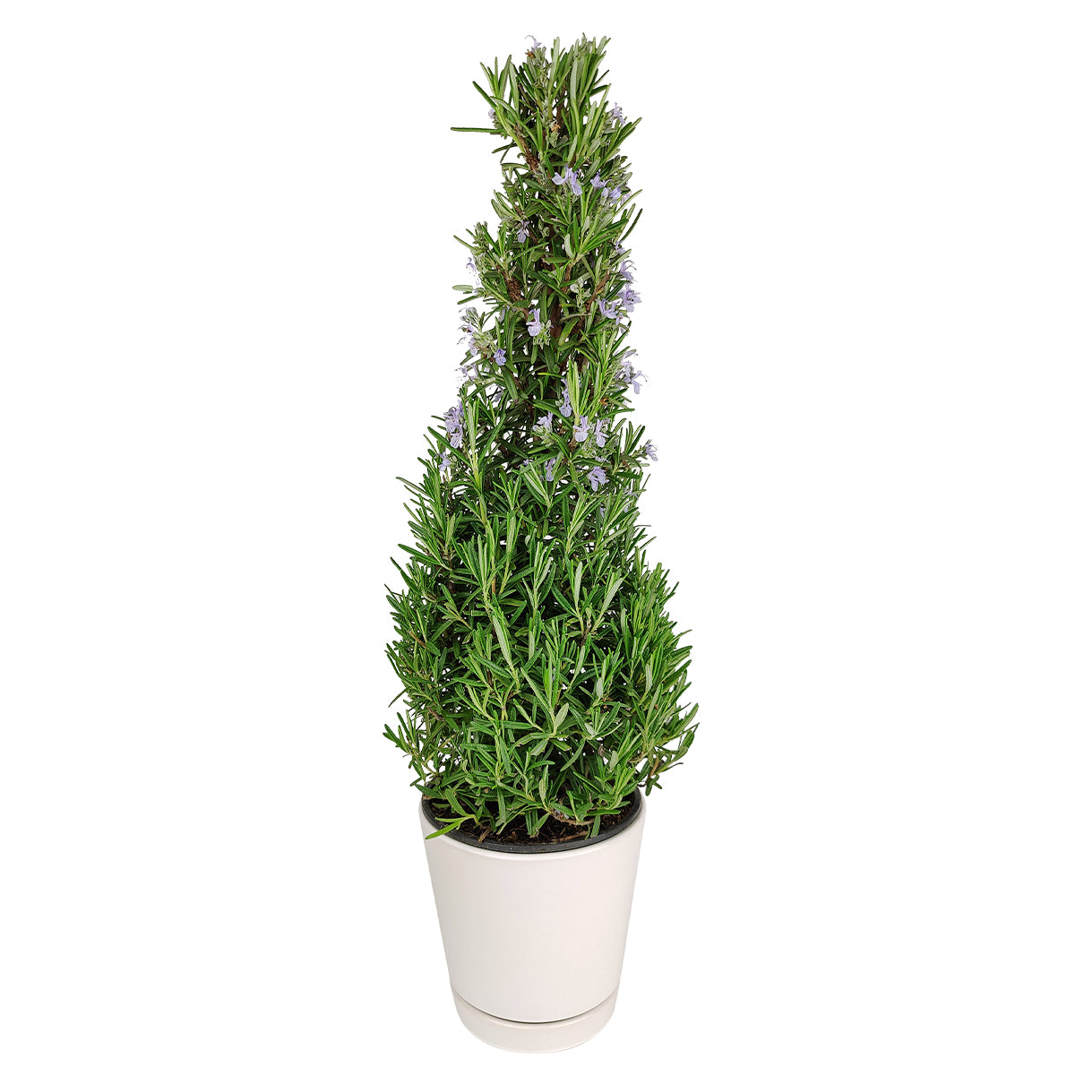 Rosemary Holiday Tree, Aromatic Holiday Tree, Christmas Shaped Houseplants, Christmas Tree Gift Ideas, Easy Care Christmas Tree, best place to buy plants online