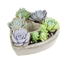 Succulent Arrangement In A Heart Shapped Planter, Give a Lasting and Unique Succulent Gift, Perfect Gifts for Mother&#39;s Day, Send Potted Plants to Mom For Mother&#39;s Day