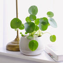 unique foliage houseplant, special houseplants for home and office, Pilea peperomioides, bright light houseplant, easy to care for plants for beginners