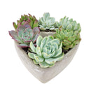 Succulent Arrangement In A Heart Shapped Planter, Give a Lasting and Unique Succulent Gift, Perfect Gifts for Mother&#39;s Day, Send Potted Plants to Mom For Mother&#39;s Day