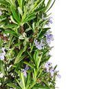 Rosemary Holiday Tree, Aromatic Holiday Tree, Christmas Shaped Houseplants, Christmas Tree Gift Ideas, Holiday Tree for Home Decor