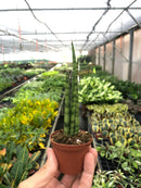 3" pot snake plant cylindrica live houseplant for sale, smooth firm tube leaves with grey green variegation, compact upright clumping form, survives weeks without water, natural indoor air purifier with cam photosynthesis, versatile decor piece for shelves or windowsills, a beginner friendly gift that lasts for years