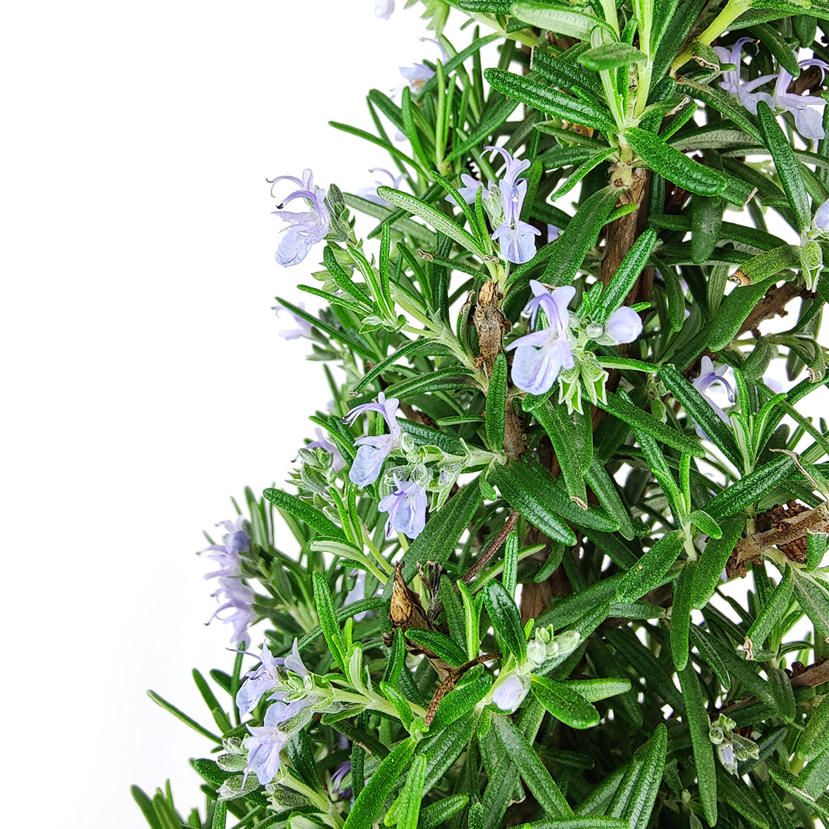 Rosemary Holiday Tree, Aromatic Holiday Tree, Christmas Shaped Houseplants, Christmas Tree Gift Ideas, Holiday Christmas Tree