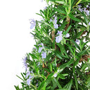 Rosemary Holiday Tree, Aromatic Holiday Tree, Christmas Shaped Houseplants, Christmas Tree Gift Ideas, Holiday Tree for Home Decor